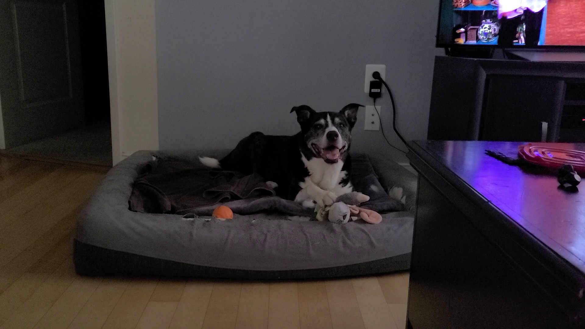 Chewing Up a Toy